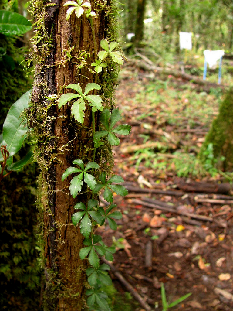 Clematicissus striata: Cissus striata in central Chile