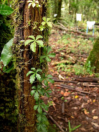 Clematicissus striata: Cissus striata in central Chile