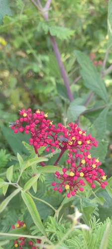 Clematicissus tweedieana (Clematicissus tweedieana)