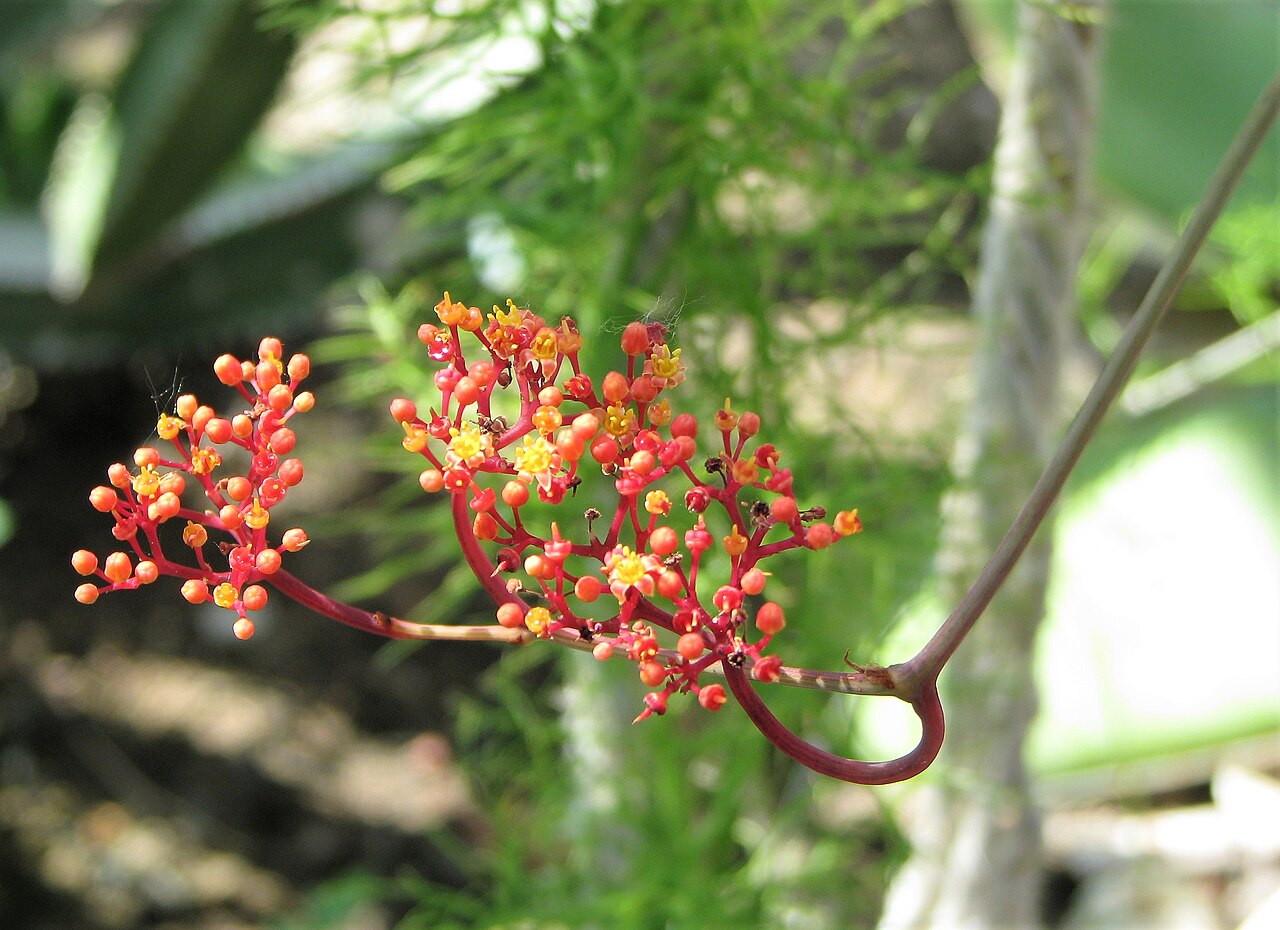 Clematicissus tweedieana: Cissus tweedieana (Baker) Planch., orange flowers, cultivated in Wrocław University Botanical Garden, Wrocław, Poland.