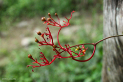 Clematicissus tweedieana (Clematicissus tweedieana)