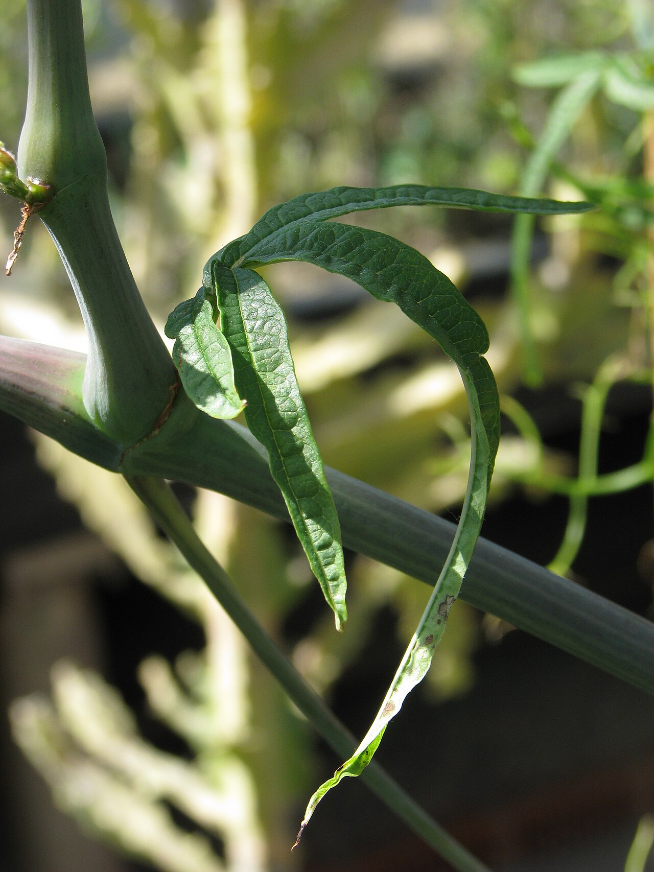 Clematicissus tweedieana: Cissus tweedieana (Baker) Planch., leaf, cultivated in Wrocław University Botanical Garden, Wrocław, Poland.