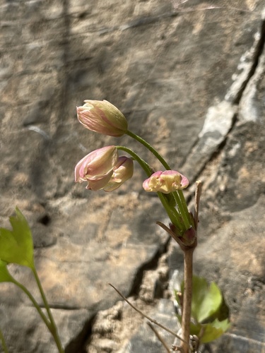 Clematis acerifolia (Clematis acerifolia)