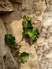Clematis acerifolia (Clematis acerifolia)
