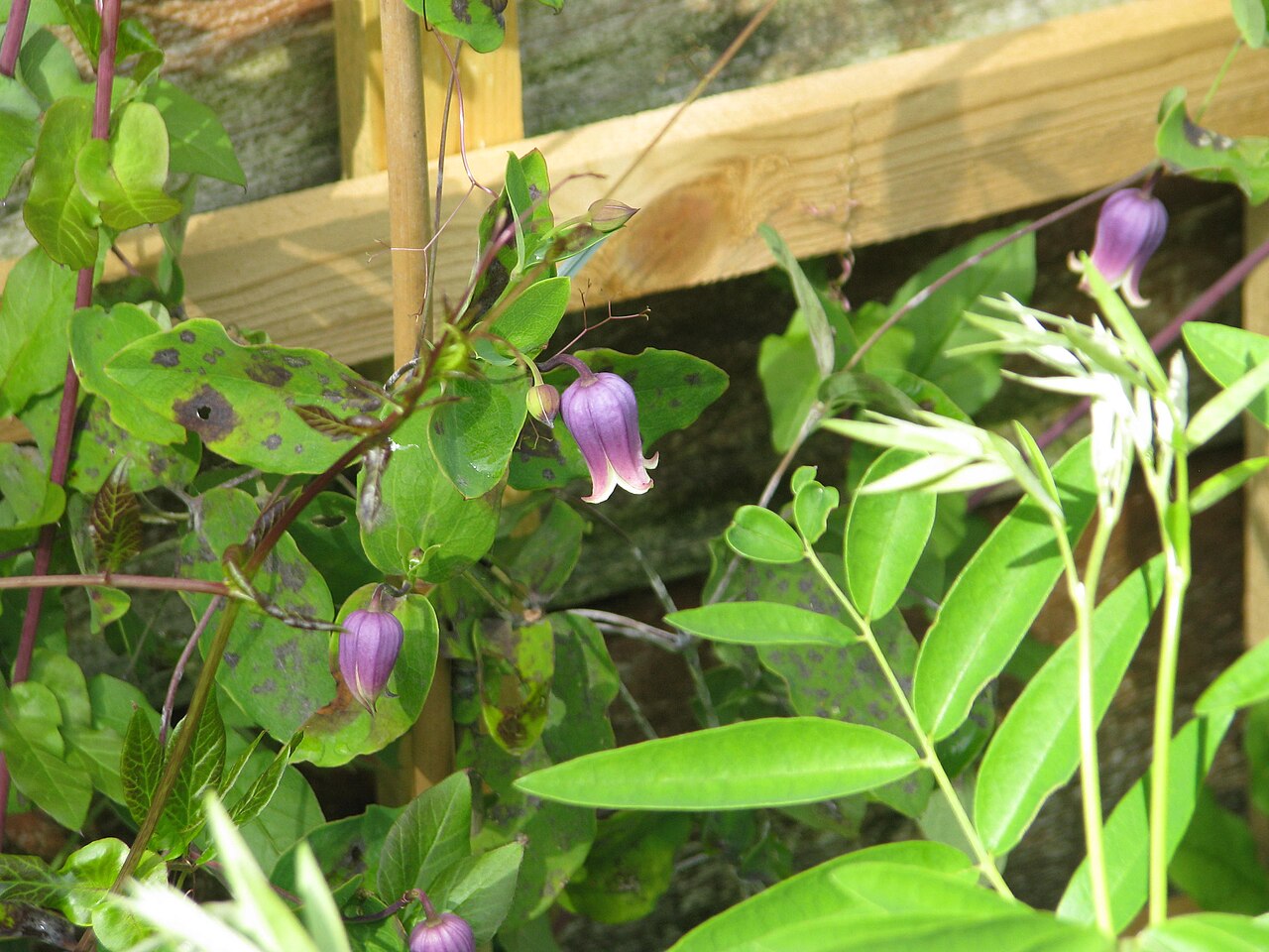 Addison's leather flower: Clematis addisonii