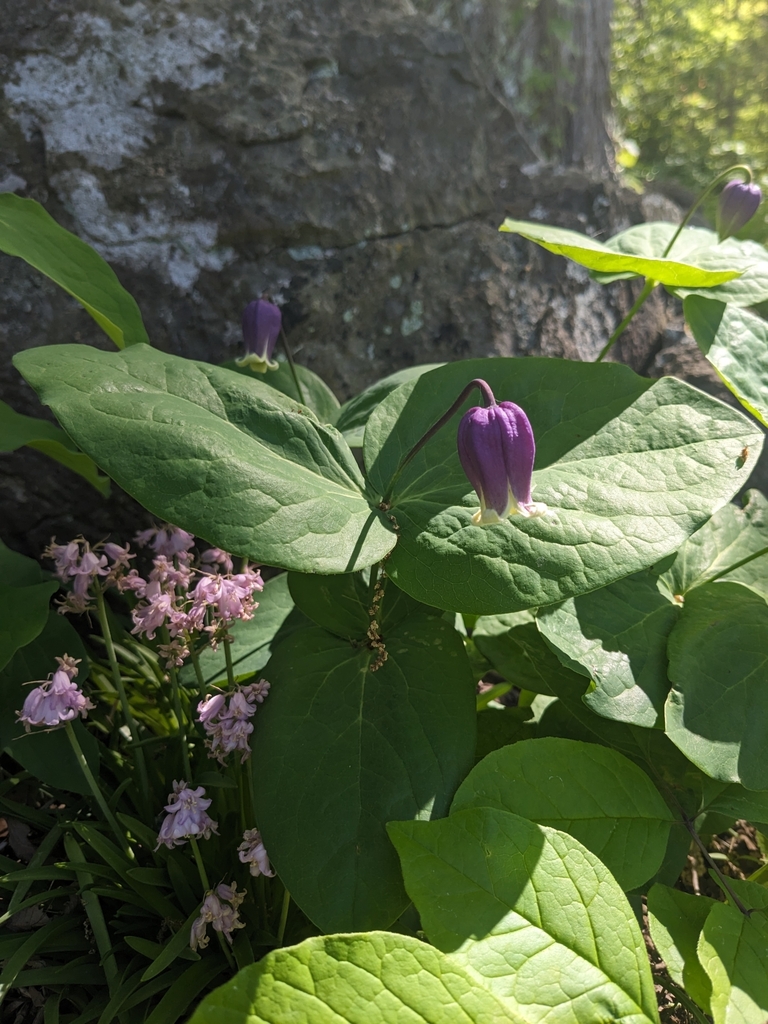 Addison's leather flower (Clematis addisonii)