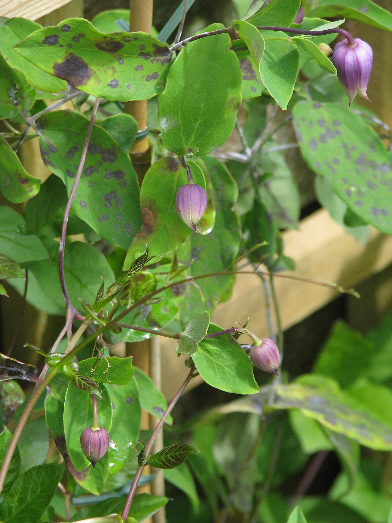 Addison's leather flower: From the Plant Heritage exchange. Well worth joining