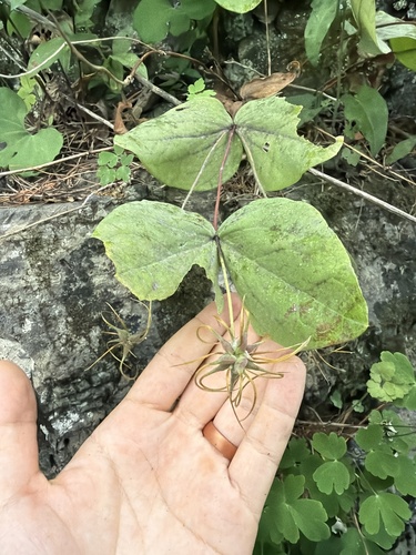 Addison's leather flower (Clematis addisonii)
