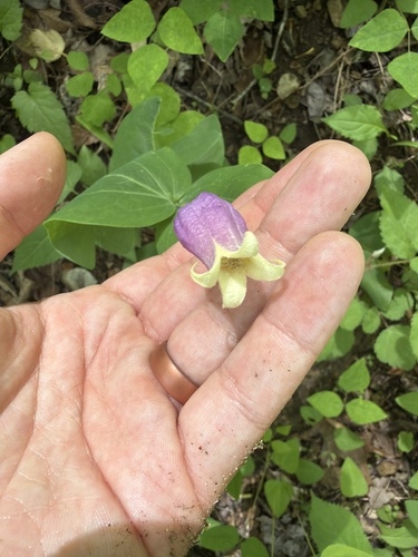 Addison's leather flower (Clematis addisonii)