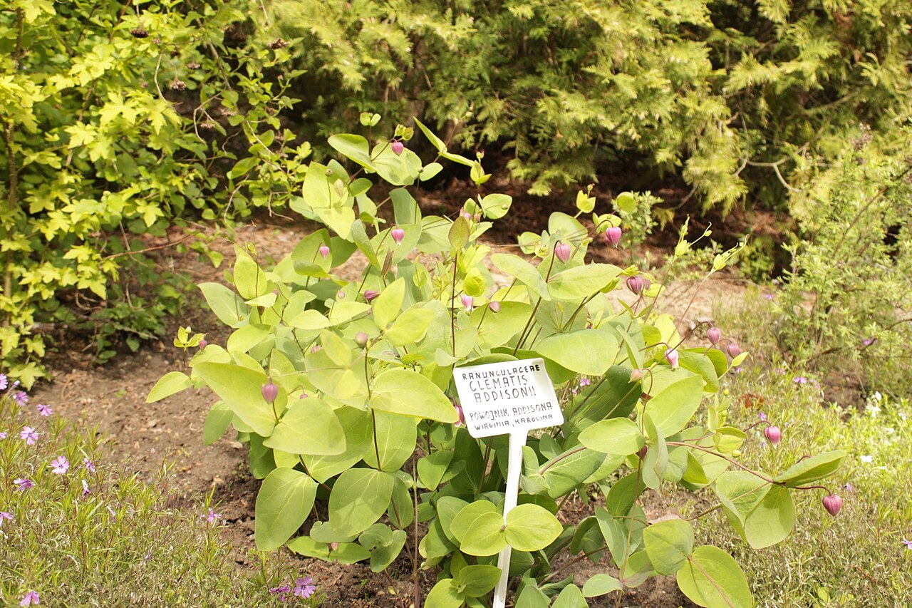 Addison's leather flower: Clematis addisonii in bloom