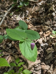 Addison's leather flower (Clematis addisonii)