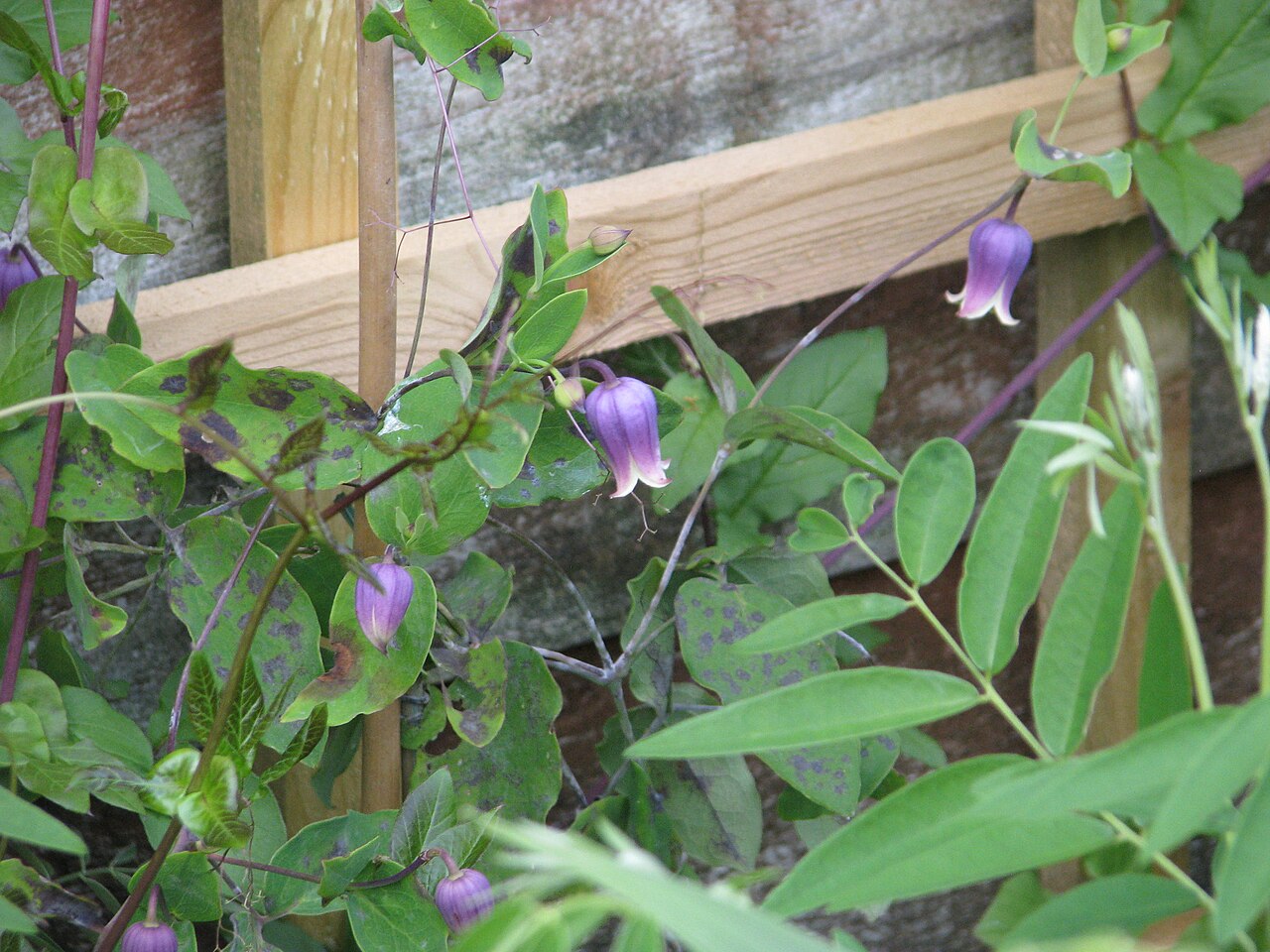 Addison's leather flower: Clematis addisonii