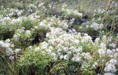 Clematis aethusifolia (Clematis aethusifolia)