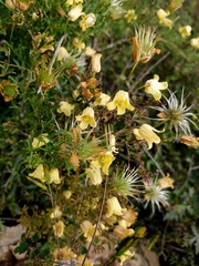 Clematis aethusifolia (Clematis aethusifolia)