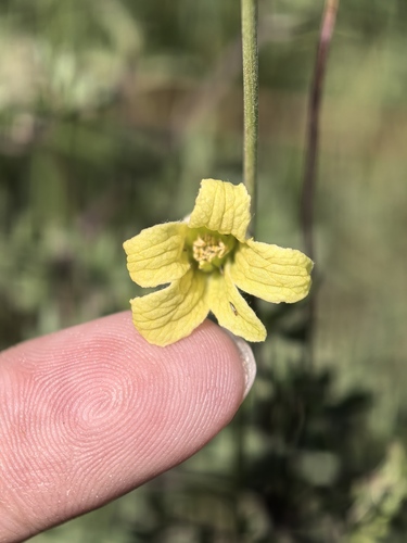 Clematis aethusifolia (Clematis aethusifolia)