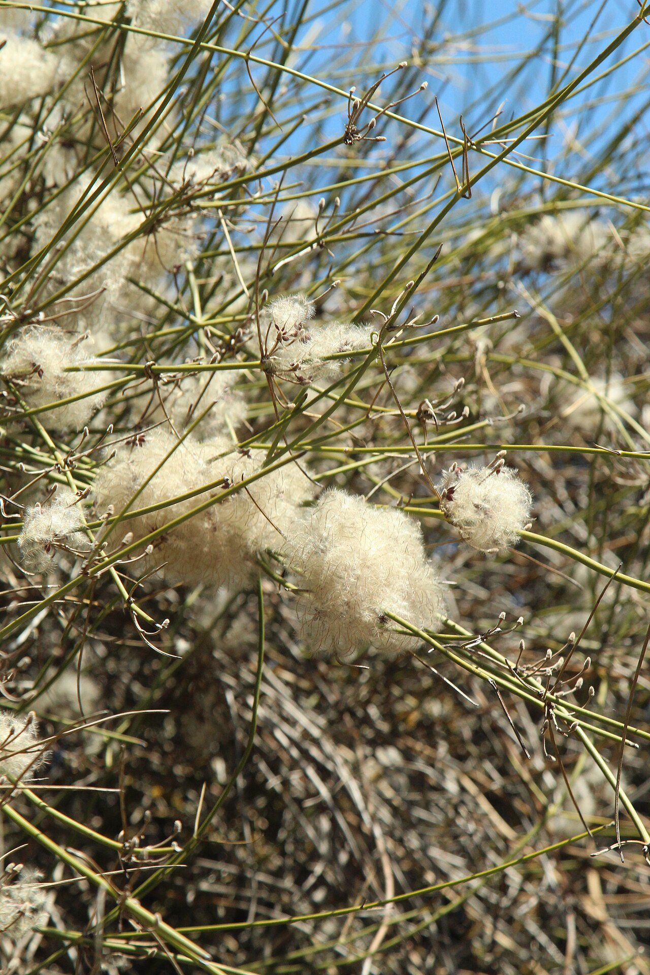 Clematis afoliata: Clematis afoliata at Hurunui, New Zealand