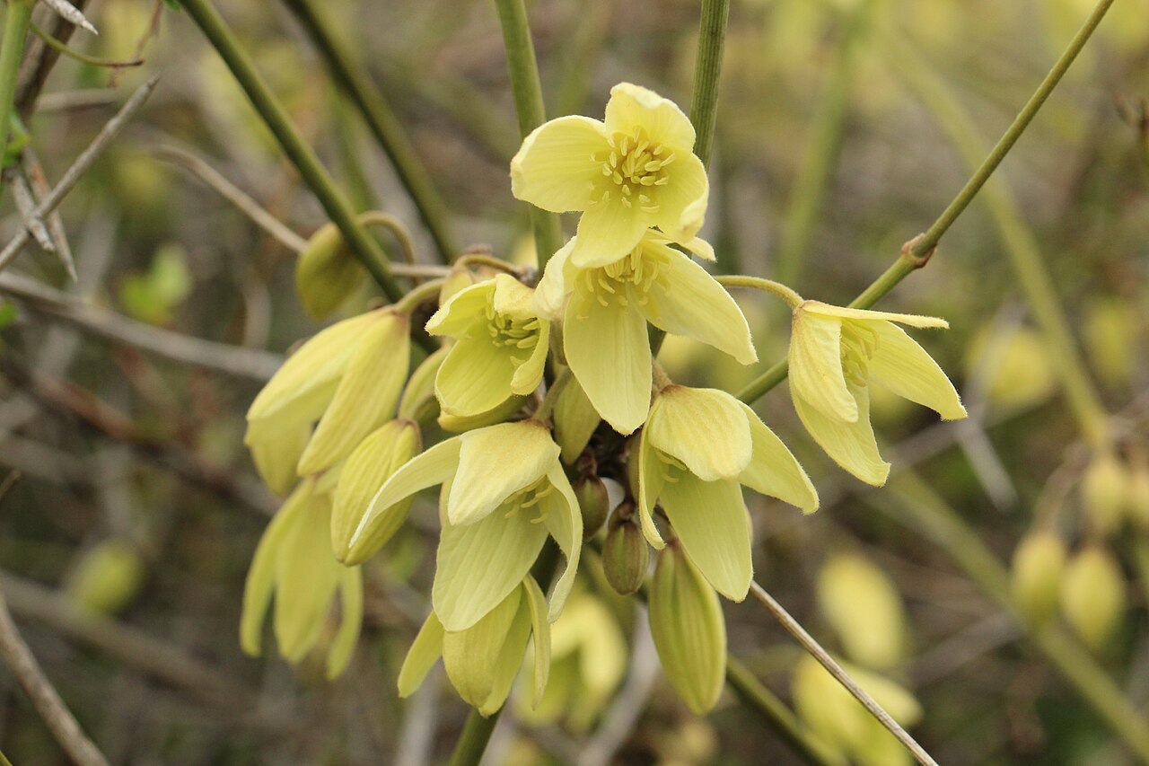 Clematis afoliata: Leafless clematis, growing wild, Hurunui. New Zealand