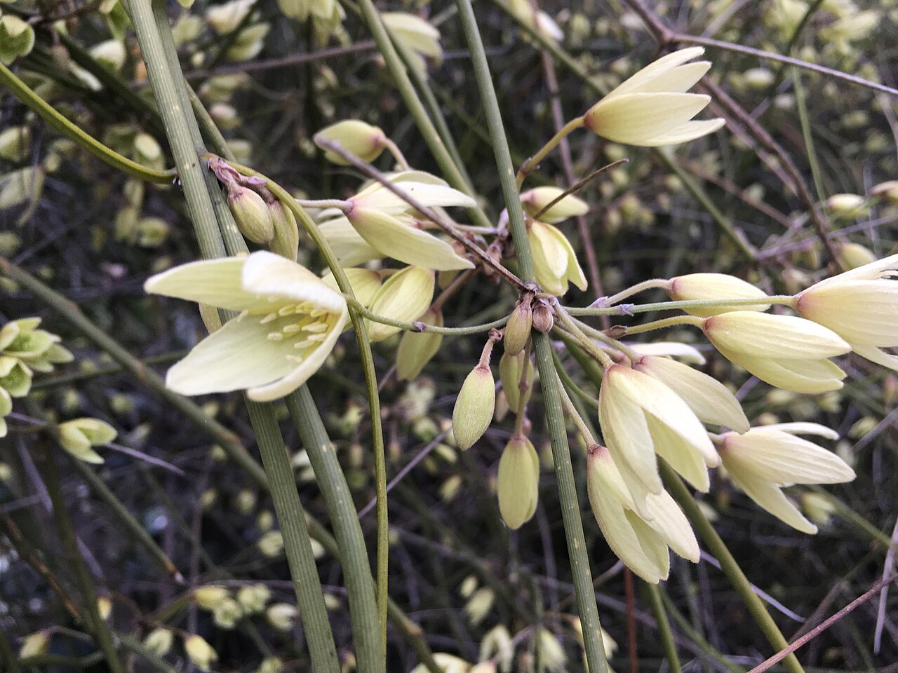 Clematis afoliata: Leafless Clematis