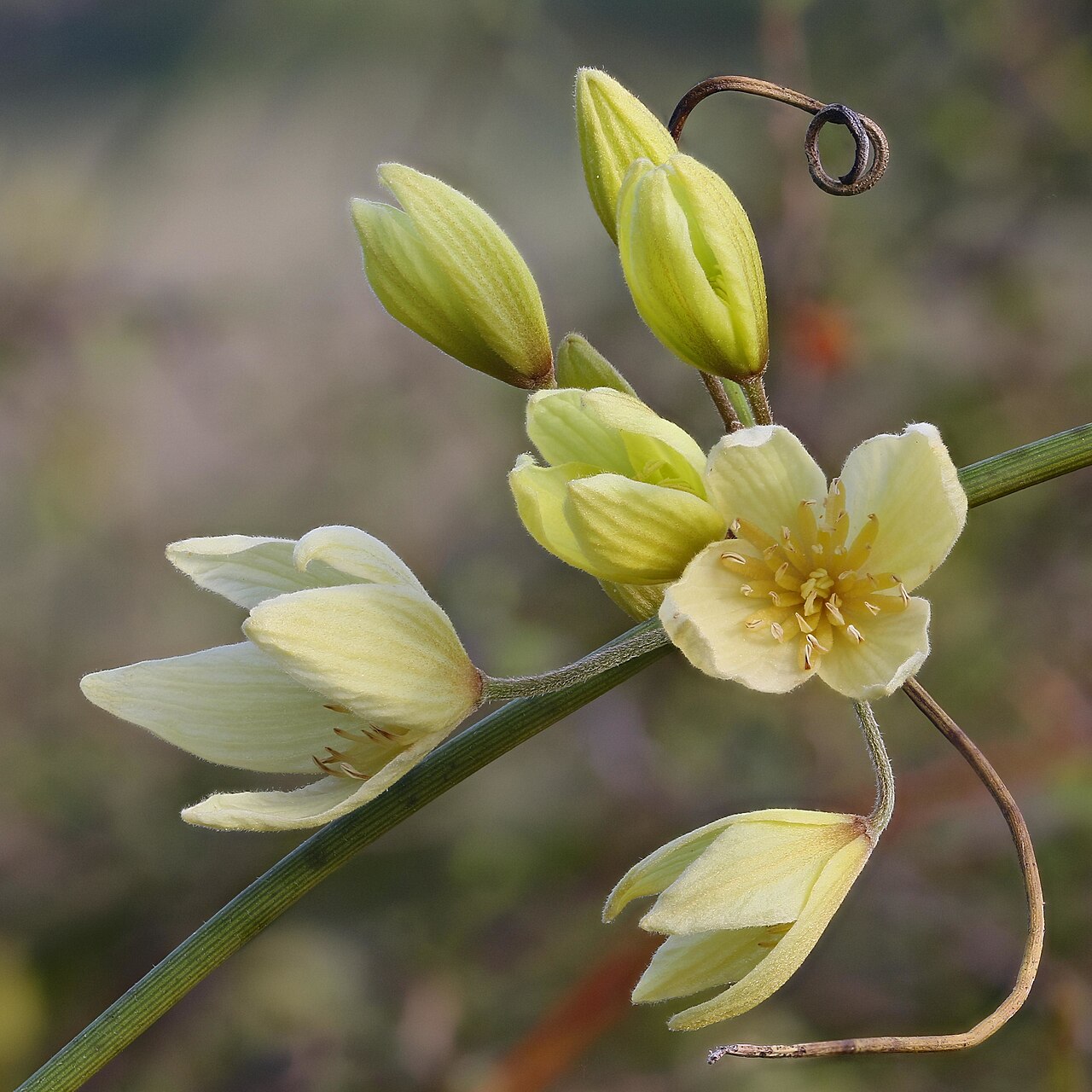 Clematis afoliata: This leafless clematis was photographed in the wild in the Hurunui area of New Zealand. The image shows flower buds in a range of degrees of openness. The hairi