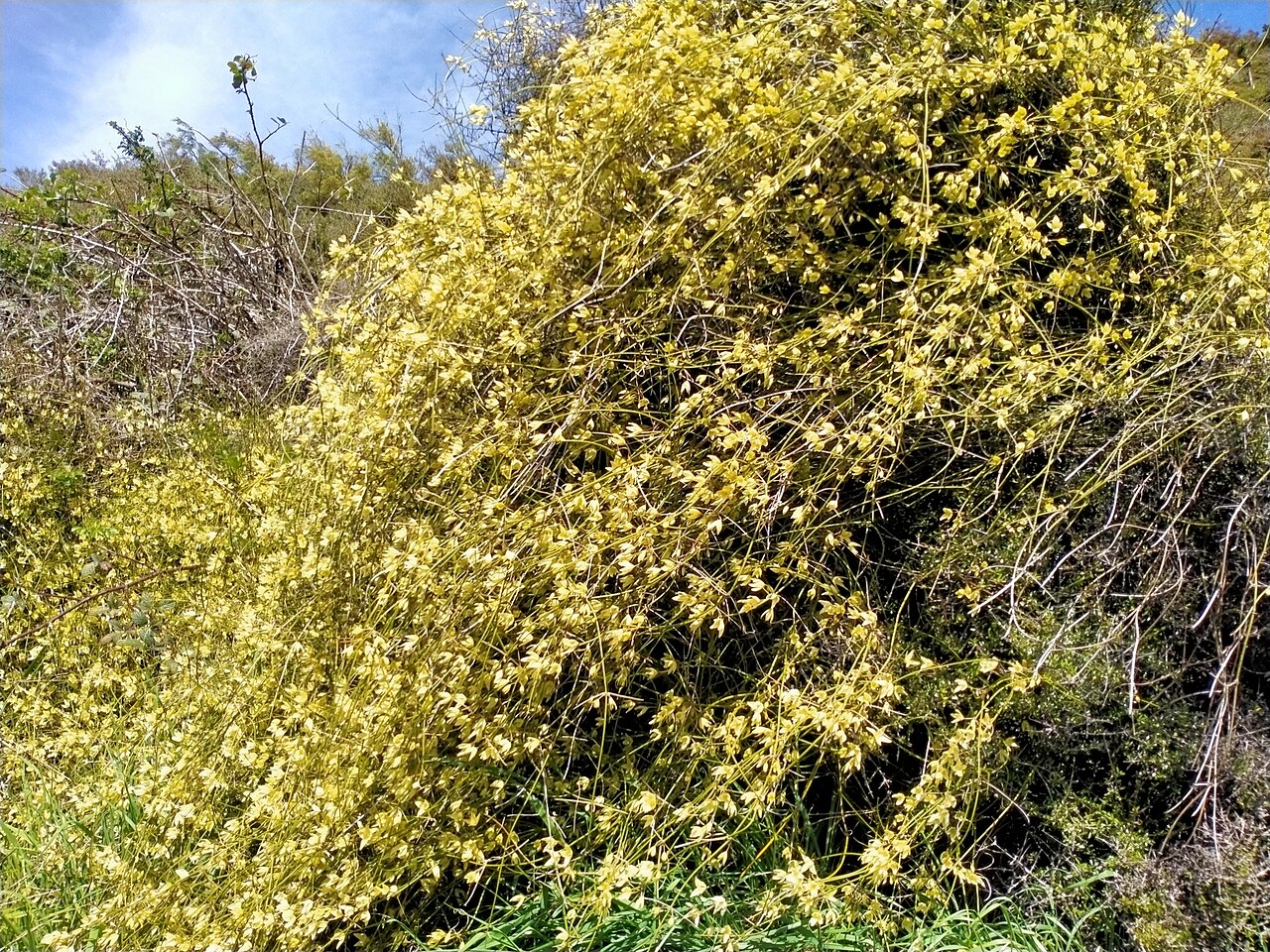 Clematis afoliata: Leafless Clematis