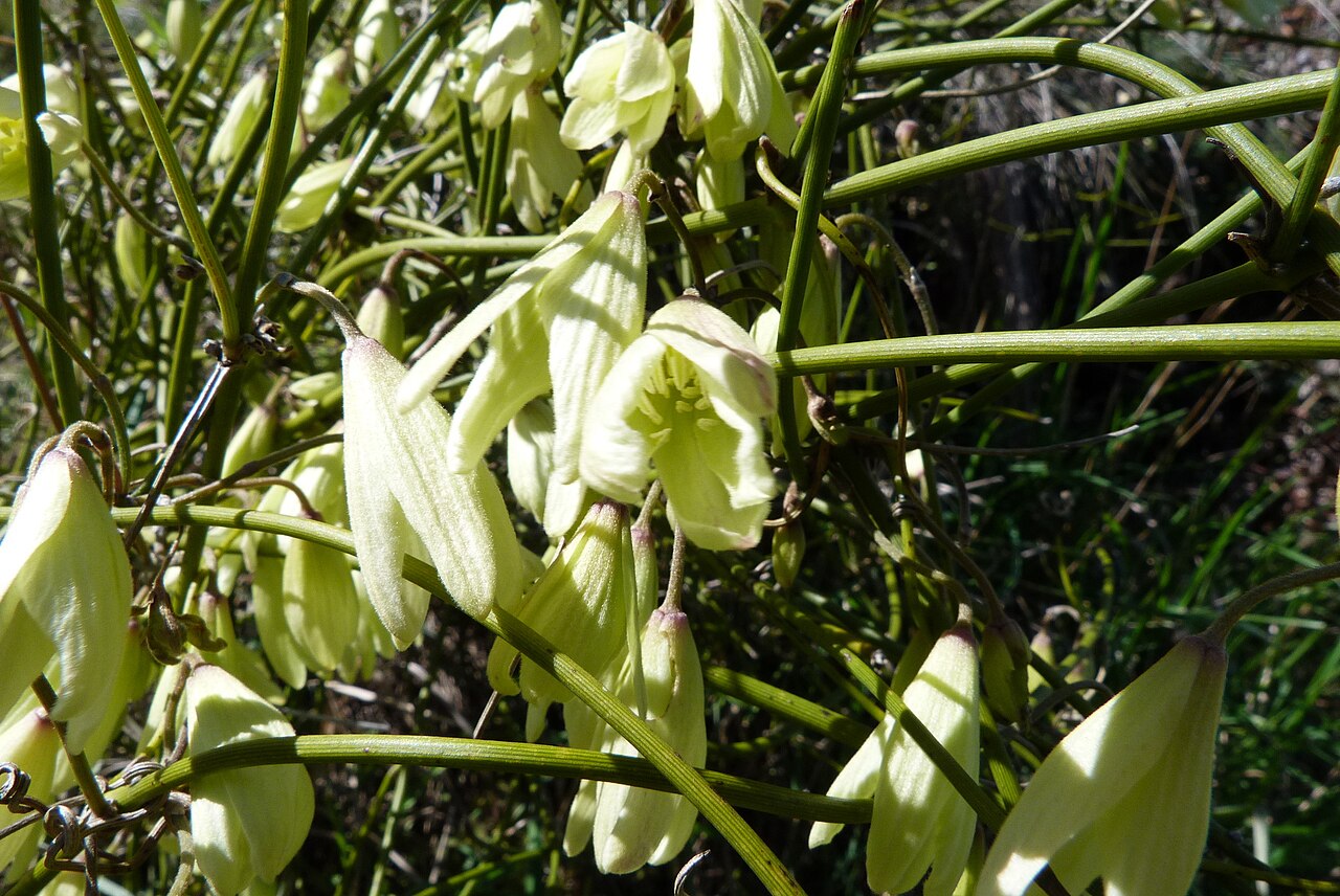 Clematis afoliata: Leafless Clematis