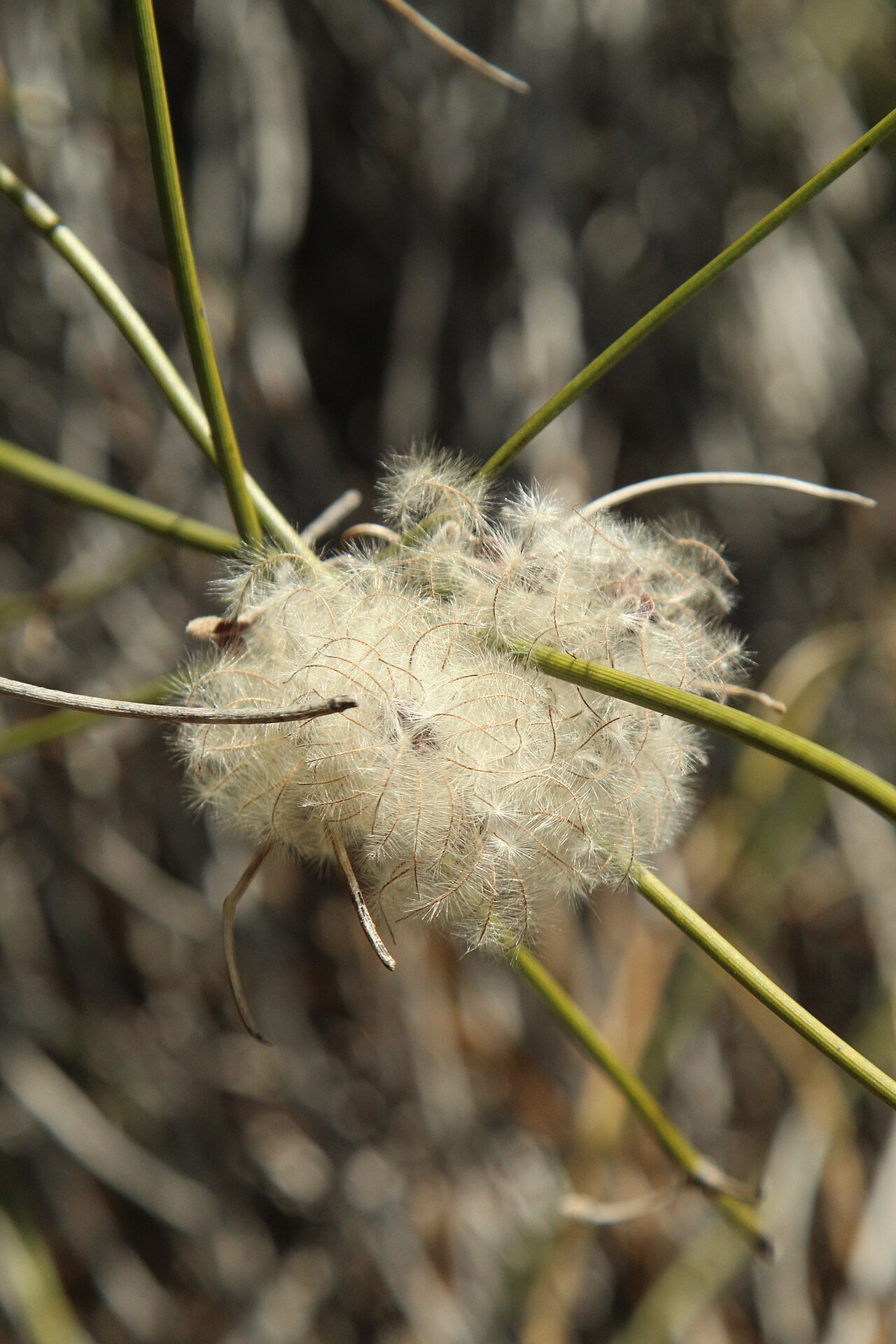 Clematis afoliata: Clematis afoliata at Hurunui, New Zealand
