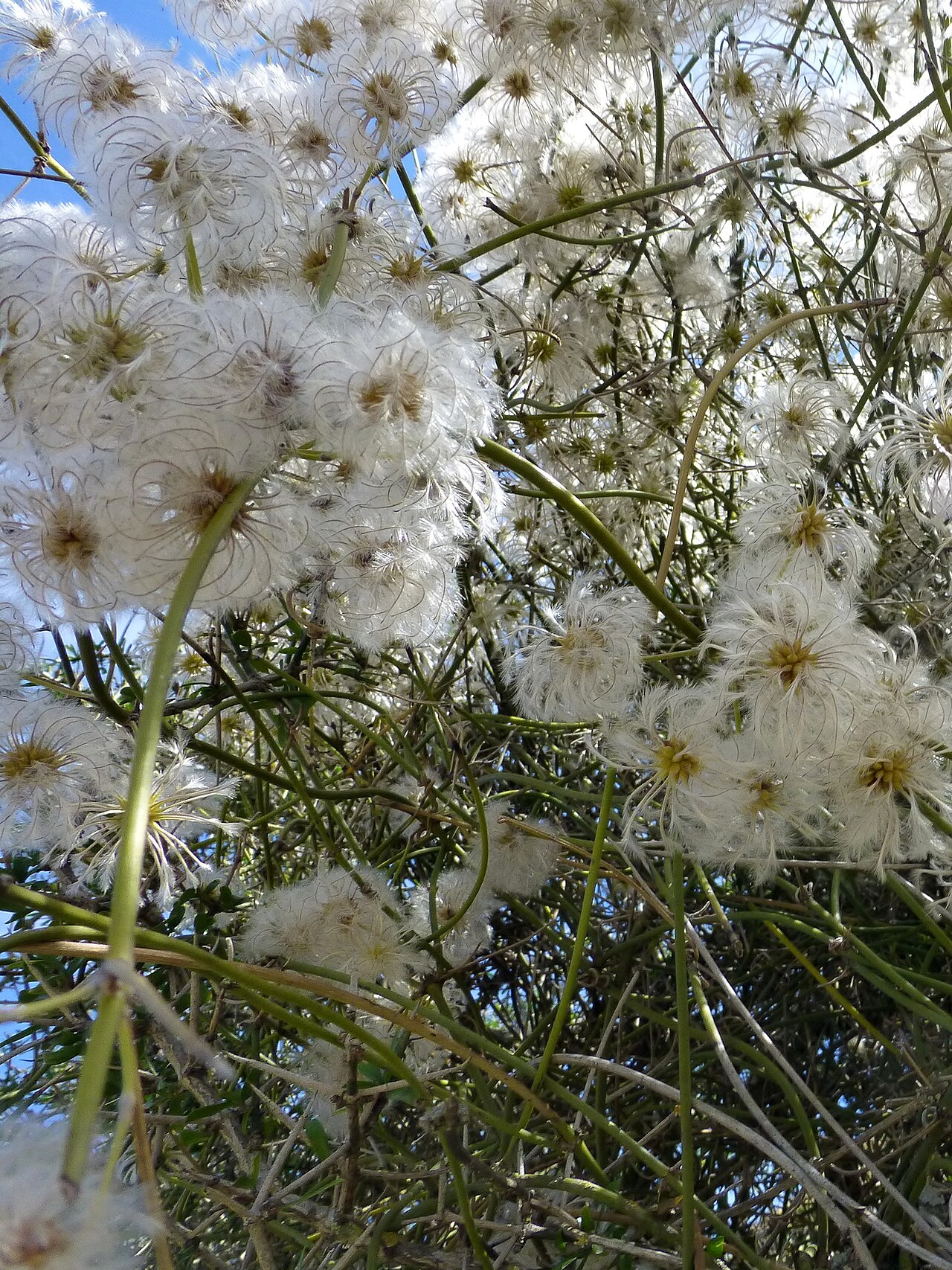 Clematis afoliata: Leafless Clematis