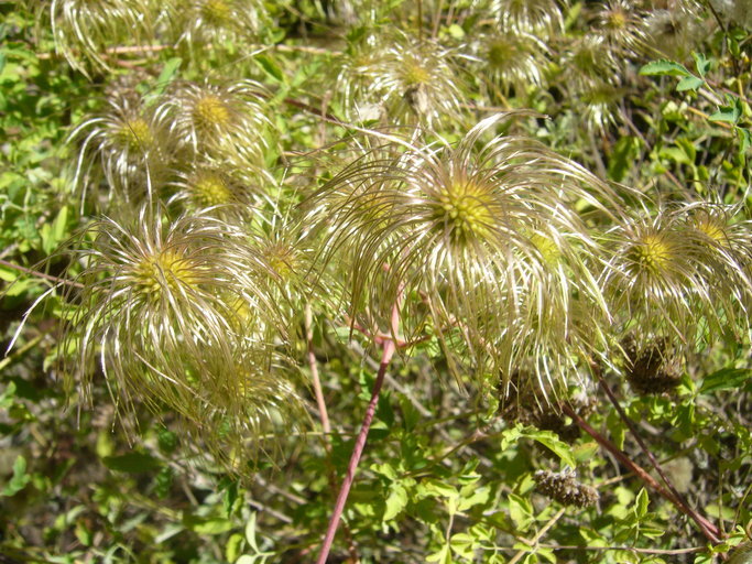 Clematis akebioides: A picture of Clematis Akebioides by Zoya Akulova