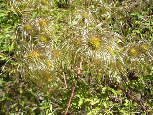 Clematis akebioides: A picture of Clematis Akebioides by Zoya Akulova
