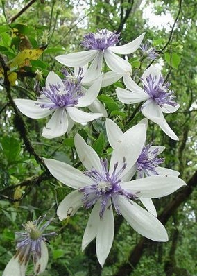 Clematis akoensis: Clematis akoensis Hayata