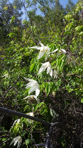 Alpine clematis (Clematis alpina)