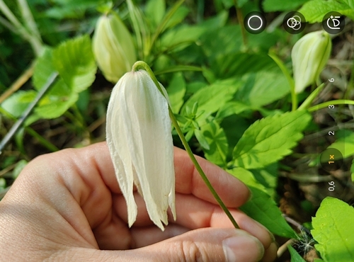 Alpine clematis (Clematis alpina)