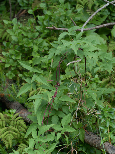 Alpine clematis (Clematis alpina)