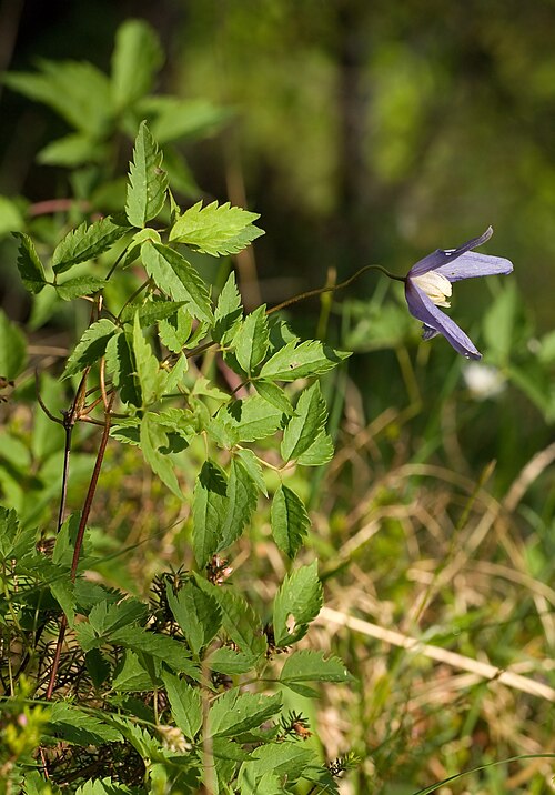 Alpine clematis: Alpen-Waldrebe
