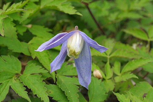 Alpine clematis: Clematis_alpina (Clematide alpina) "Giardino Botanico delle Alpi Orientali" (loc. Monte Faverghera) Belluno, quota 1500 m s.l.m.