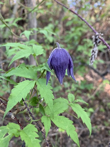 Alpine clematis (Clematis alpina)