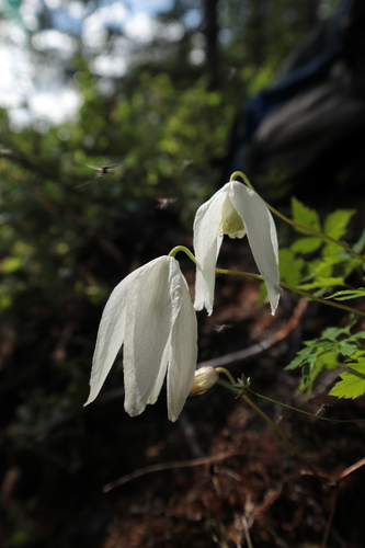 Alpine clematis (Clematis alpina)