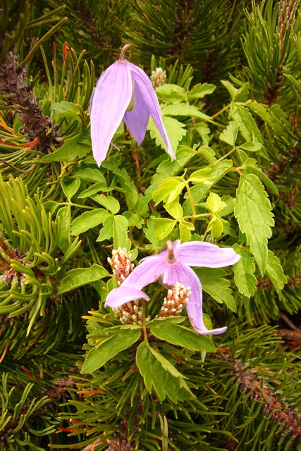 Alpine clematis: Clematis alpina