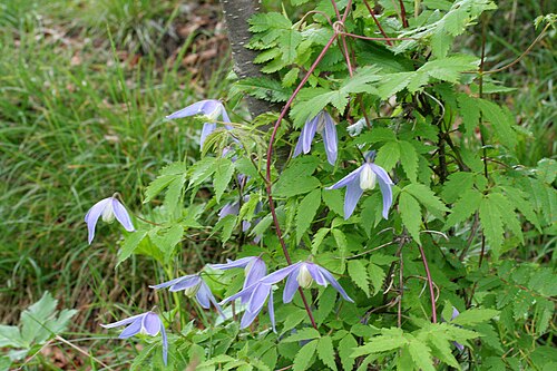 Alpine clematis: Clematis_alpina (Clematide alpina) "Giardino Botanico delle Alpi Orientali" (loc. Monte Faverghera) Belluno, quota 1500 m s.l.m.