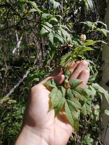 Alpine clematis (Clematis alpina)