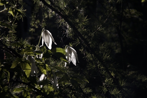 Alpine clematis