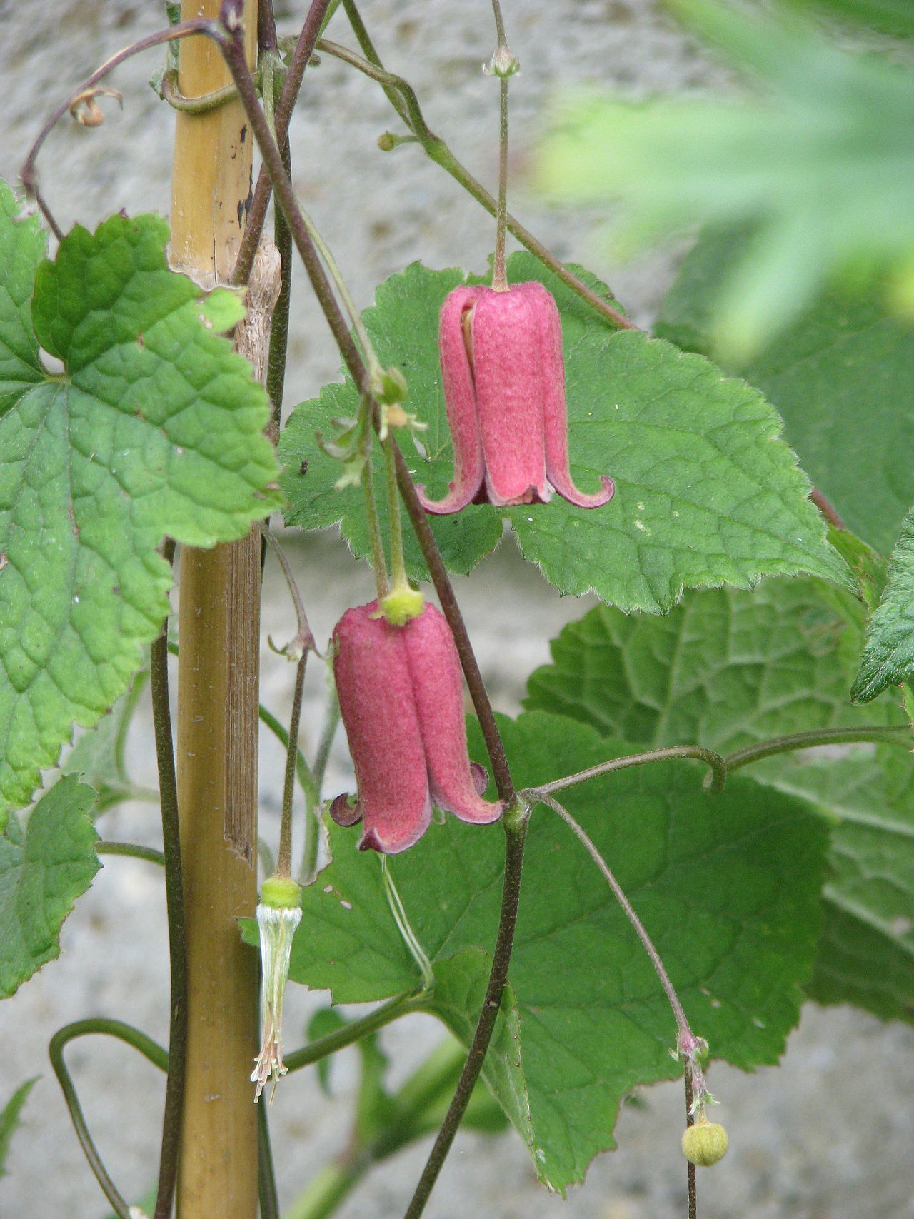 Clematis alternata: Clematis alternata