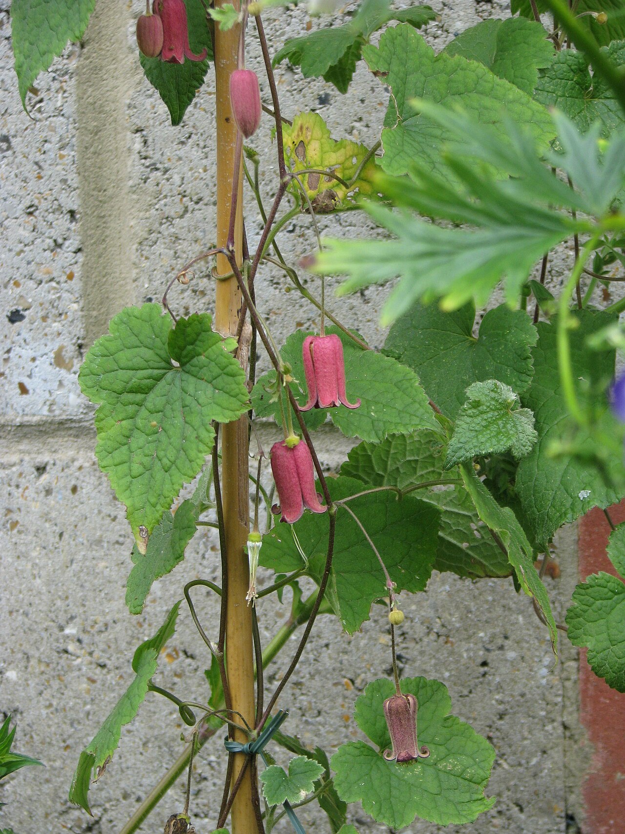 Clematis alternata: Clematis alternata
