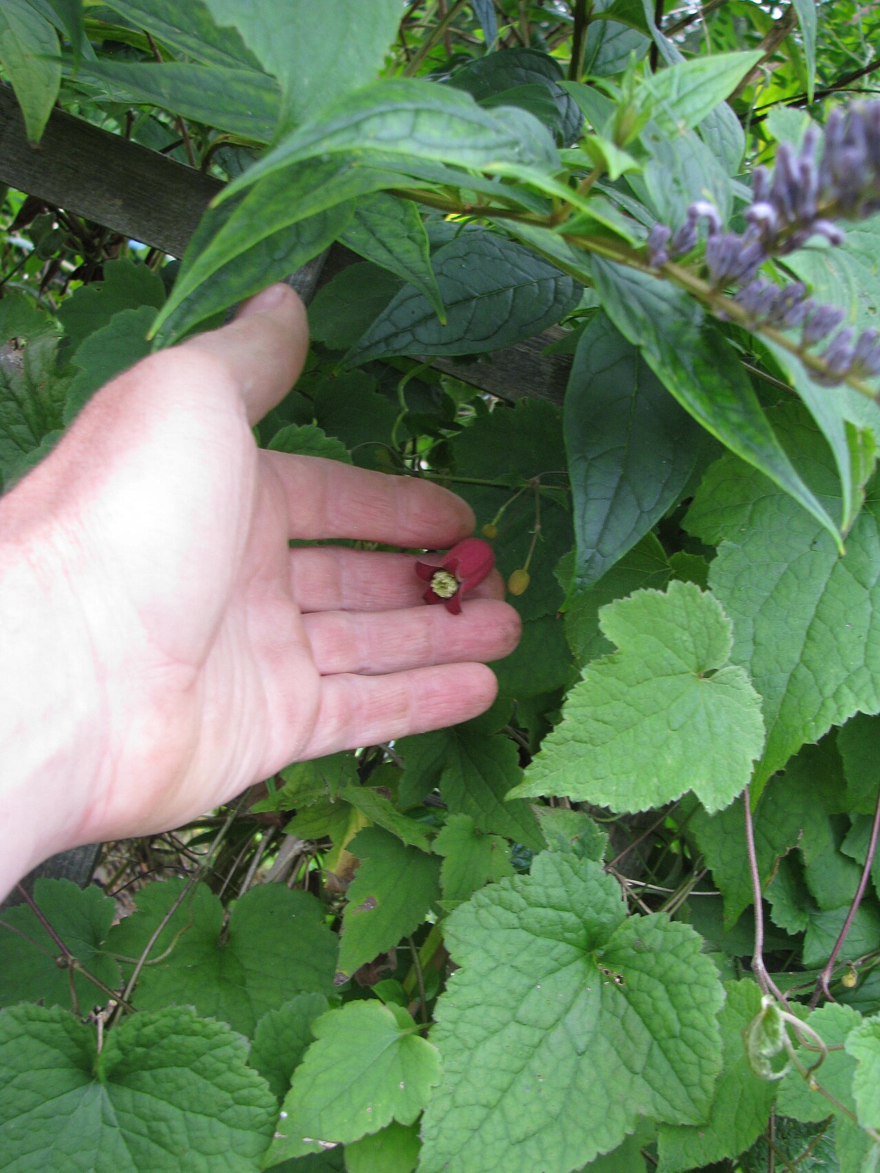 Clematis alternata: Clematis alternata