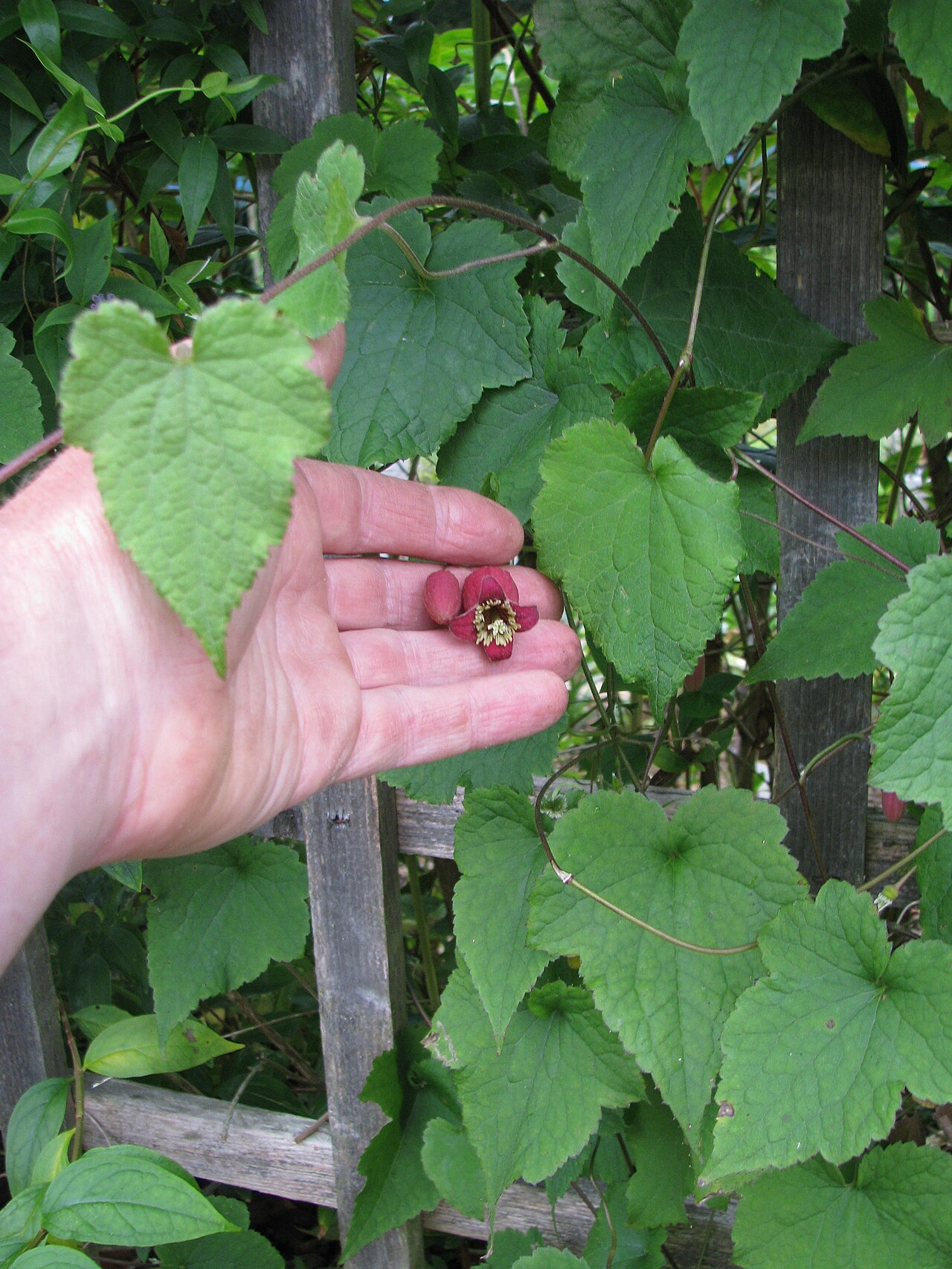 Clematis alternata: Clematis alternata