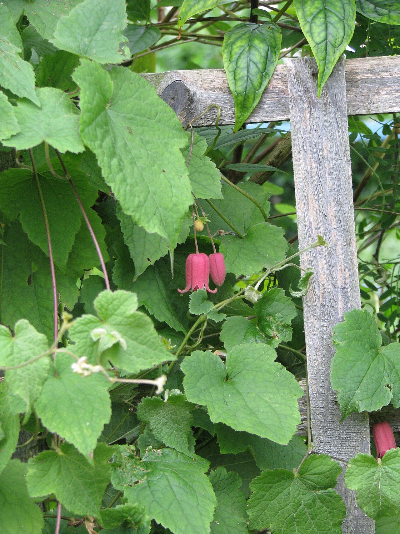 Clematis alternata: Clematis alternata