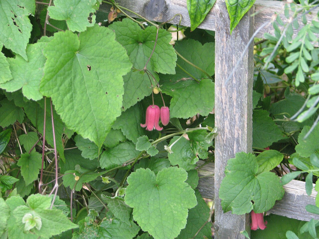 Clematis alternata: Clematis alternata
