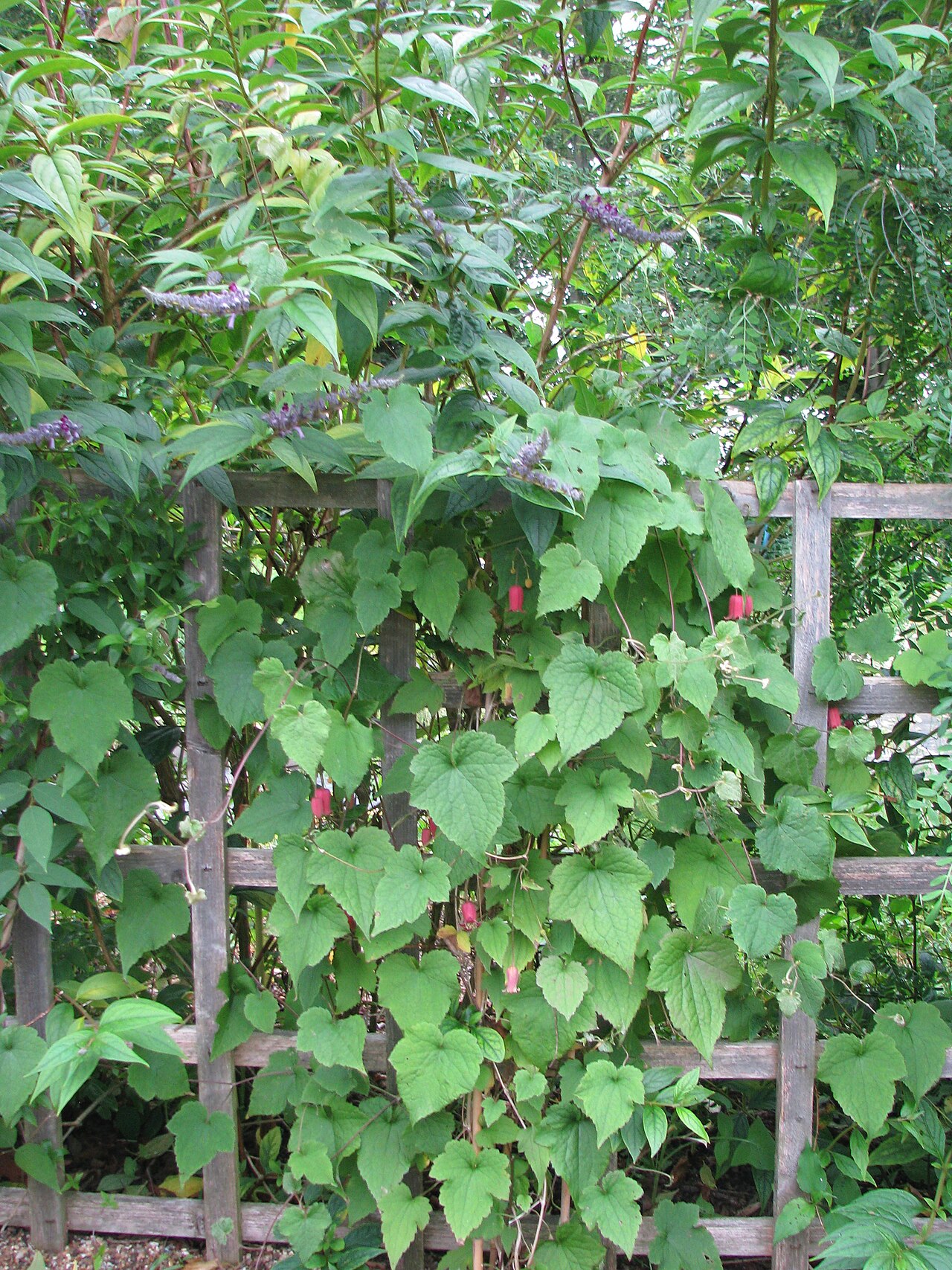 Clematis alternata: Clematis alternata