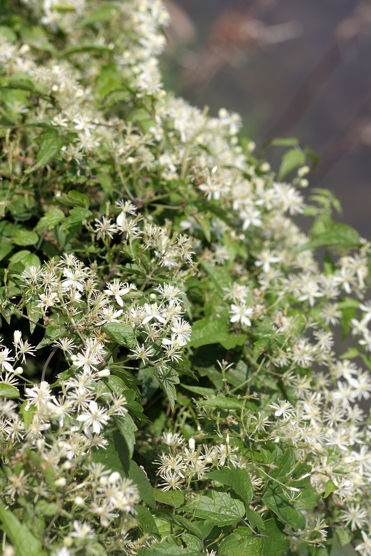 Clematis apiifolia: Clematis apiifolia in Gwangyang, Korea