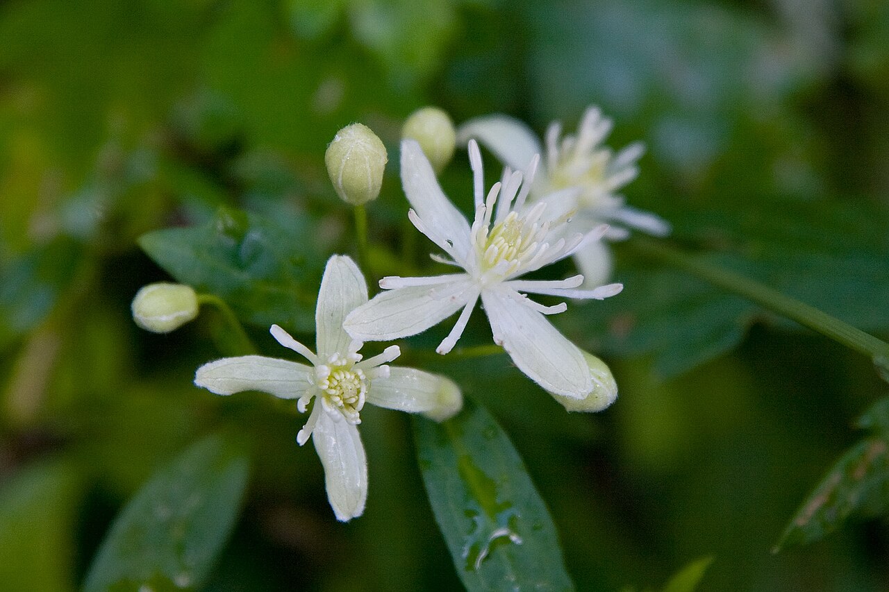 Clematis apiifolia: ボタンヅル